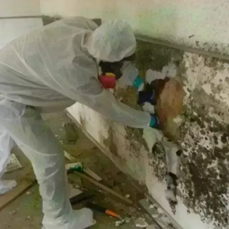 Mold Remediation and Removal in Floydada, TX